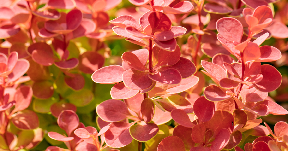 Berberis Thunbergii Orange Sunrise