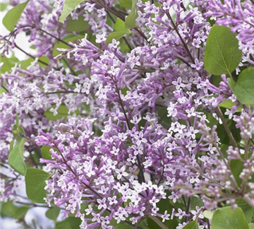 Flowerfesta<sup>®</sup> Purple (3).jpg