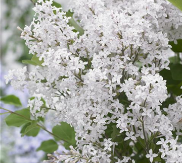 Flowerfesta<sup>®</sup> White (3).jpg