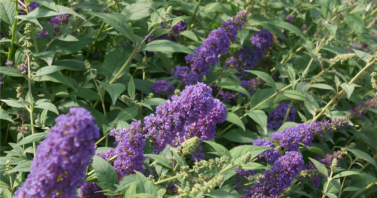 Buddleja davidii 'Blue Chip Junior'® PW®