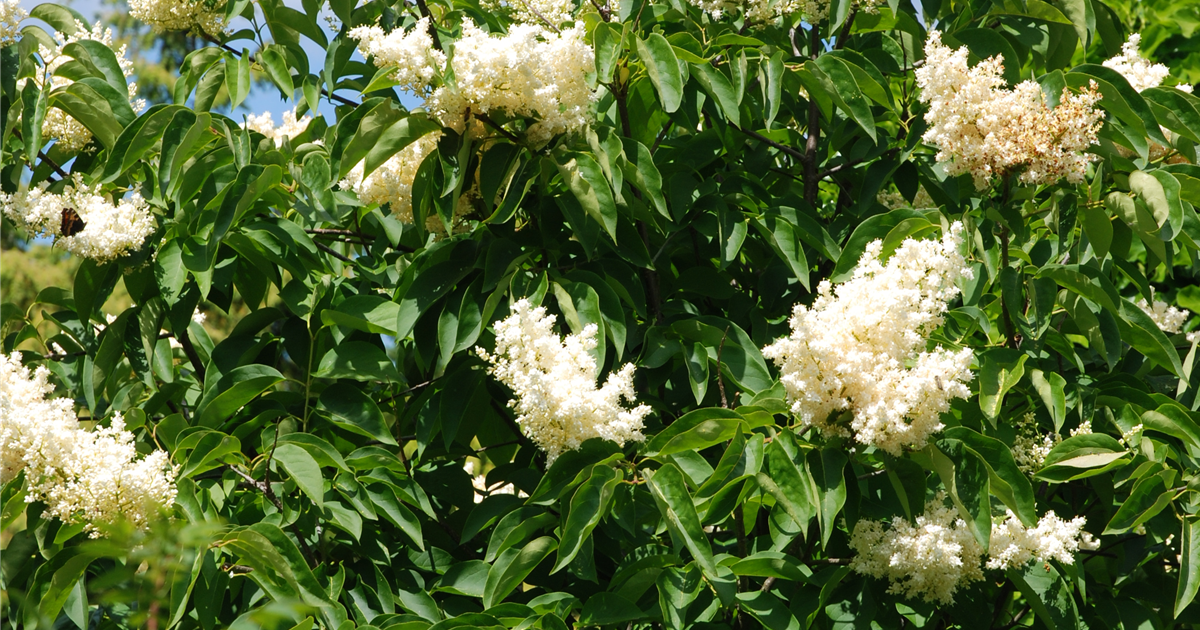 Syringa Pekinensis Beijing Gold