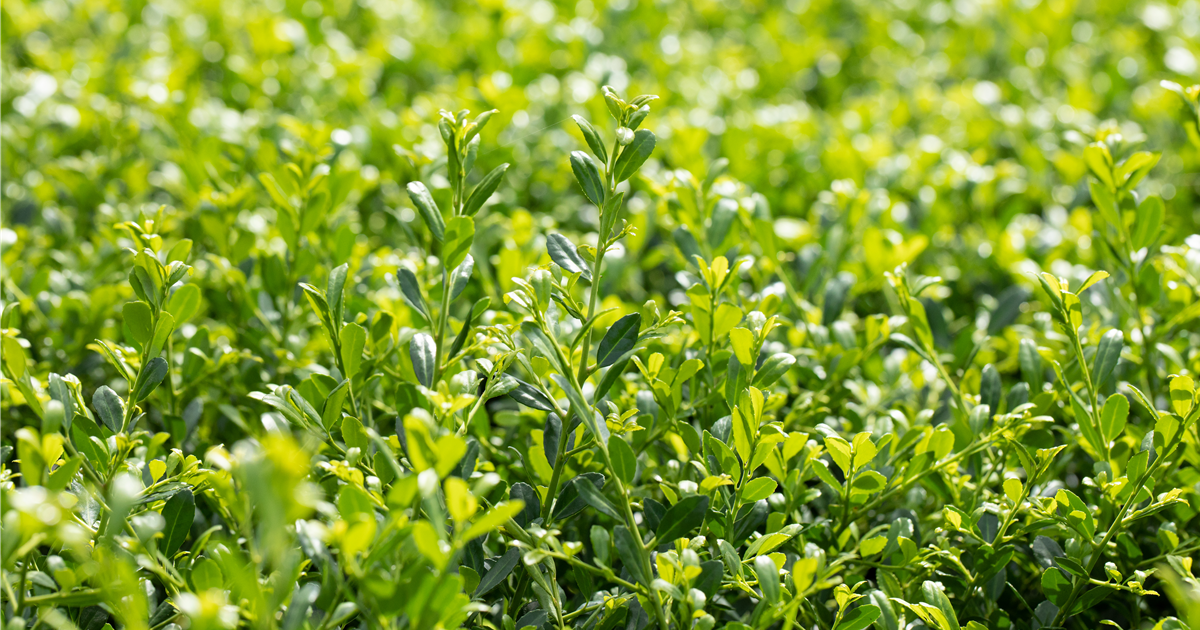 Ilex crenata 'Stokes'