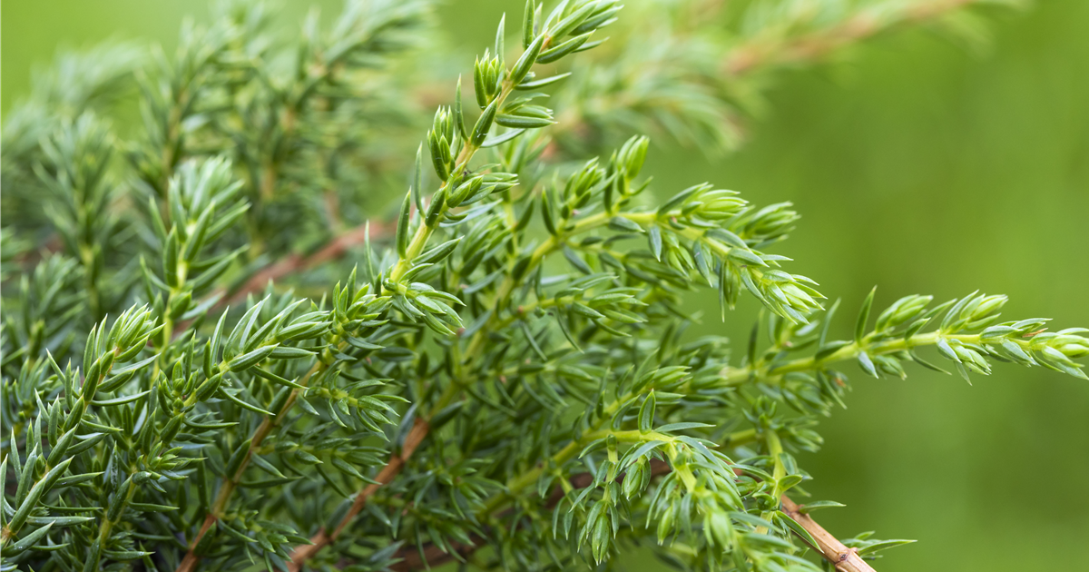 Juniperus squamata 'Holger'